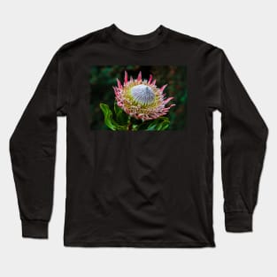 King Protea in Flower Long Sleeve T-Shirt